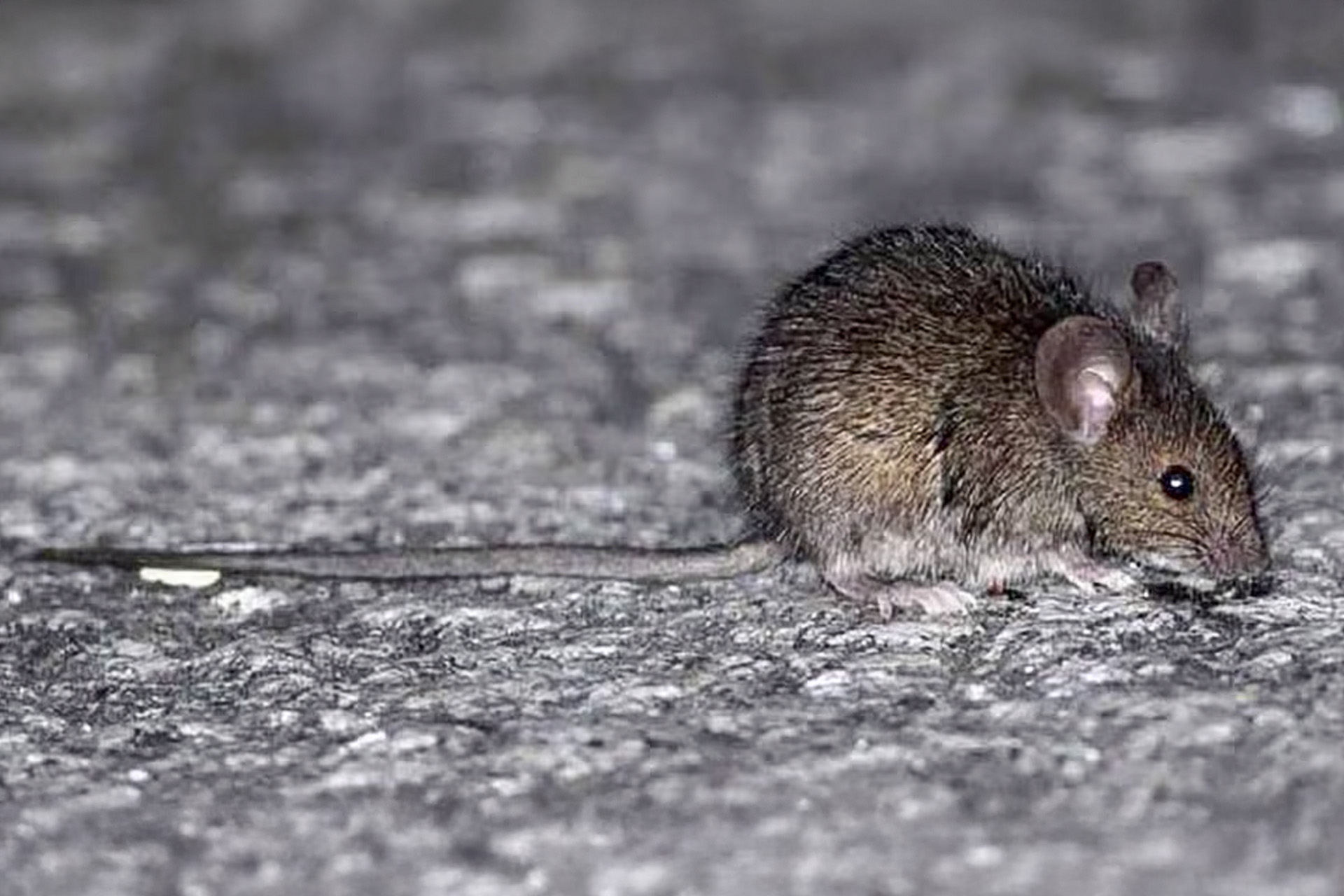 Salud emitió recomendaciones para prevenir el hantavirus y la leptospirosis en Entre Ríos